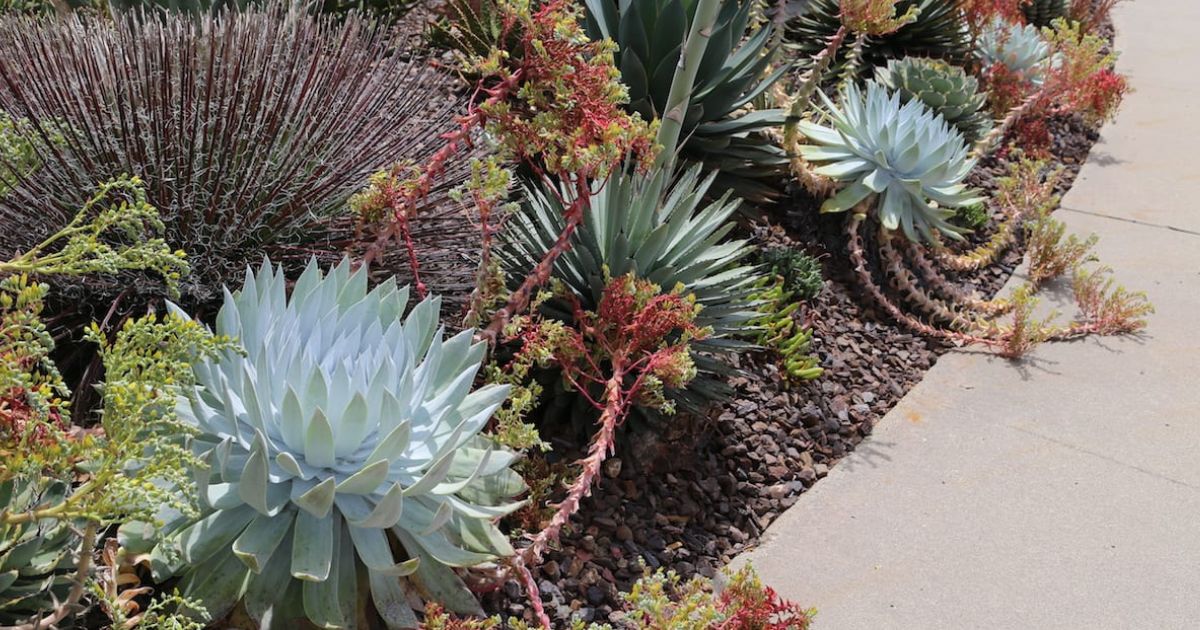 Dudleya plant India