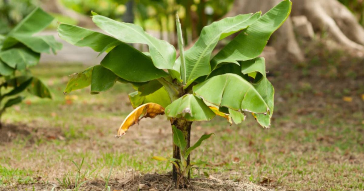 Dwarf Banana plant India