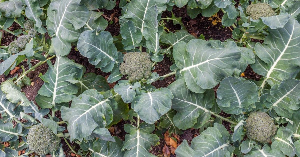 Dwarf Broccoli plant India
