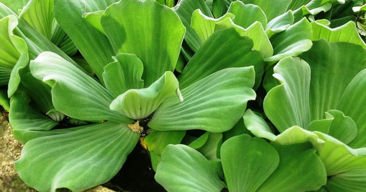 Dwarf Cabbage plant India