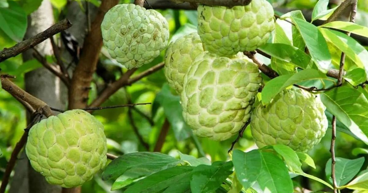 Dwarf Custard Apple (Sitaphal) plant India
