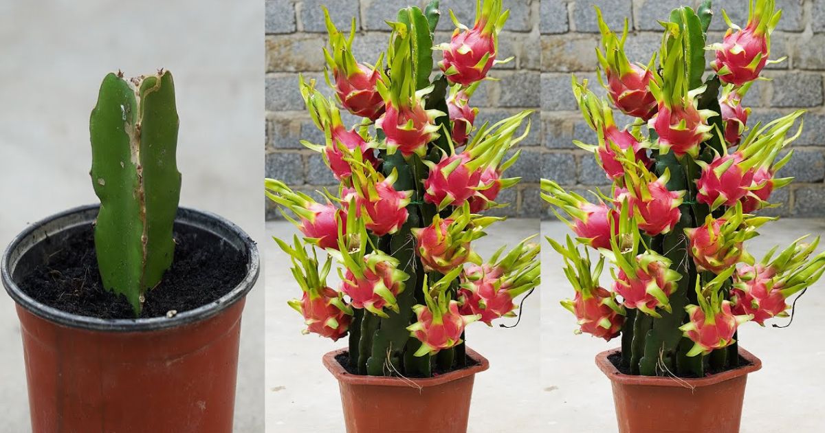Dwarf Dragon Fruit plant India