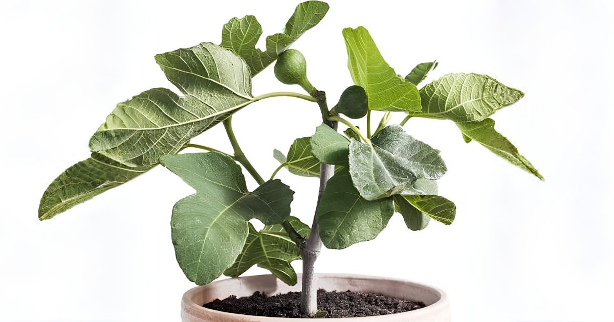 Dwarf Fig (Anjeer) plant India