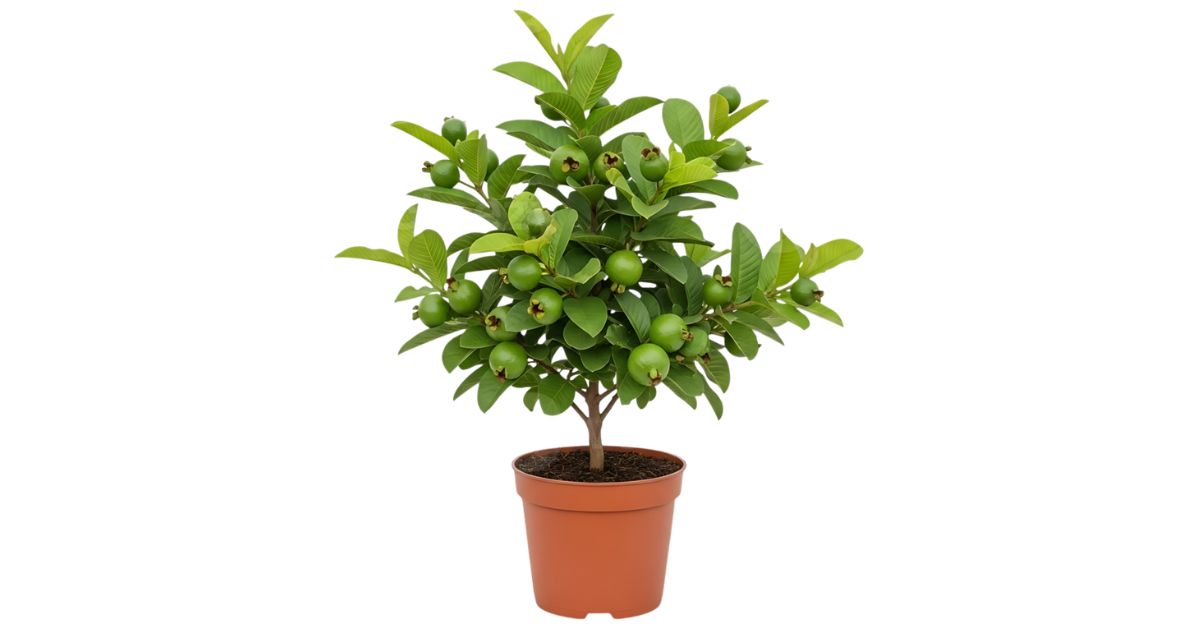 Dwarf Guava plant India