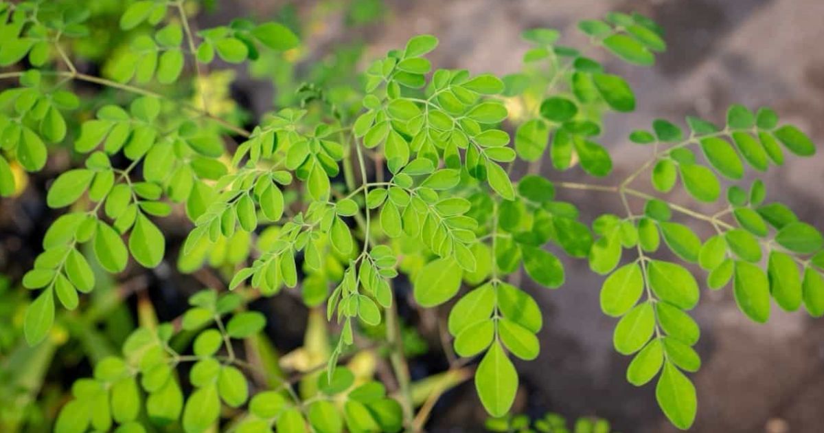 Dwarf Moringa (Drumstick) plant India