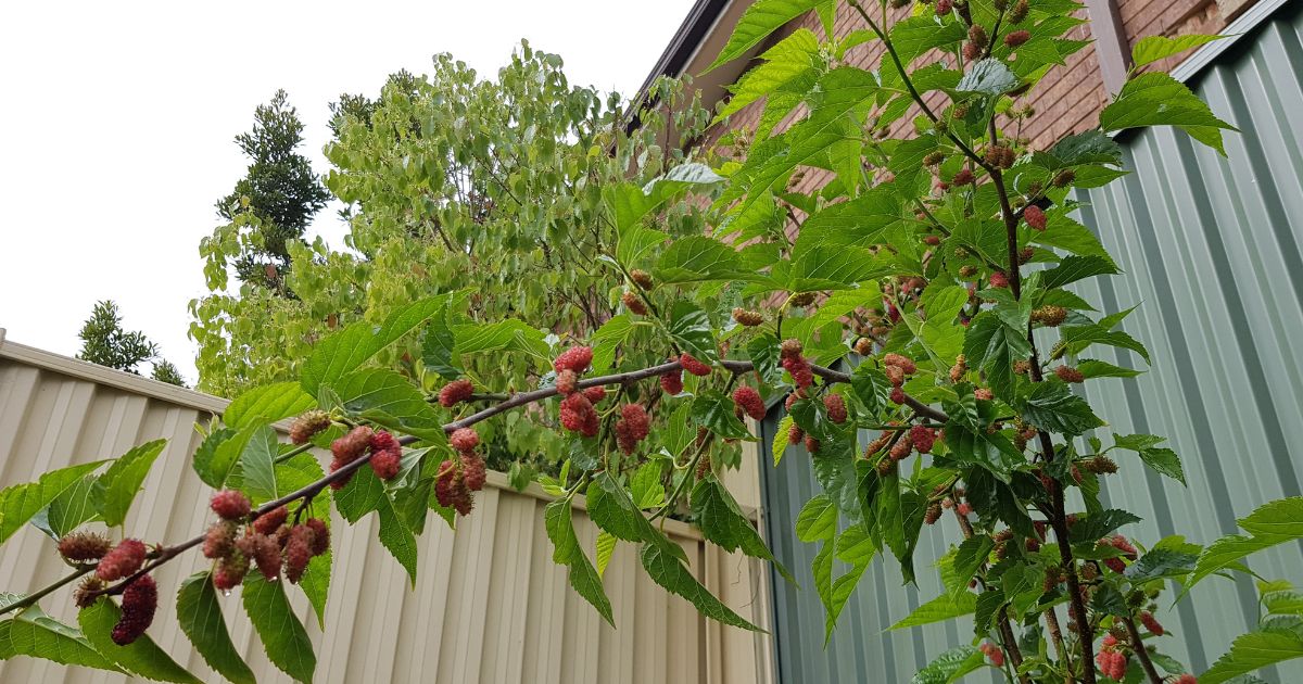 Dwarf Mulberry (Shahtoot) plant India