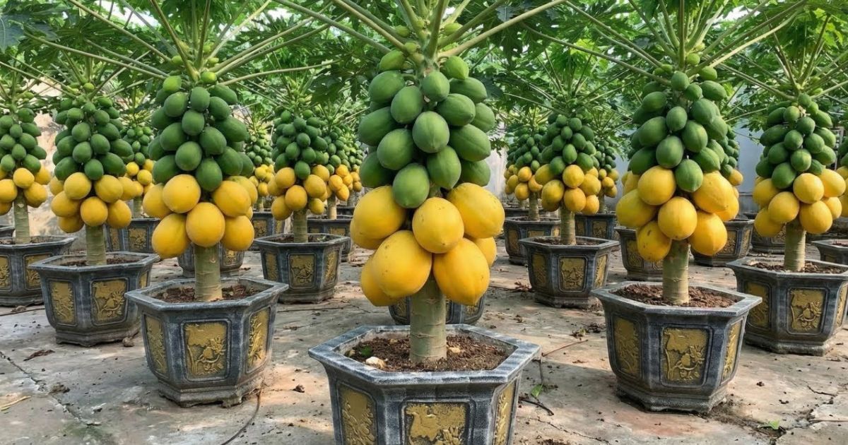 Dwarf Papaya (Bonsai) plant India
