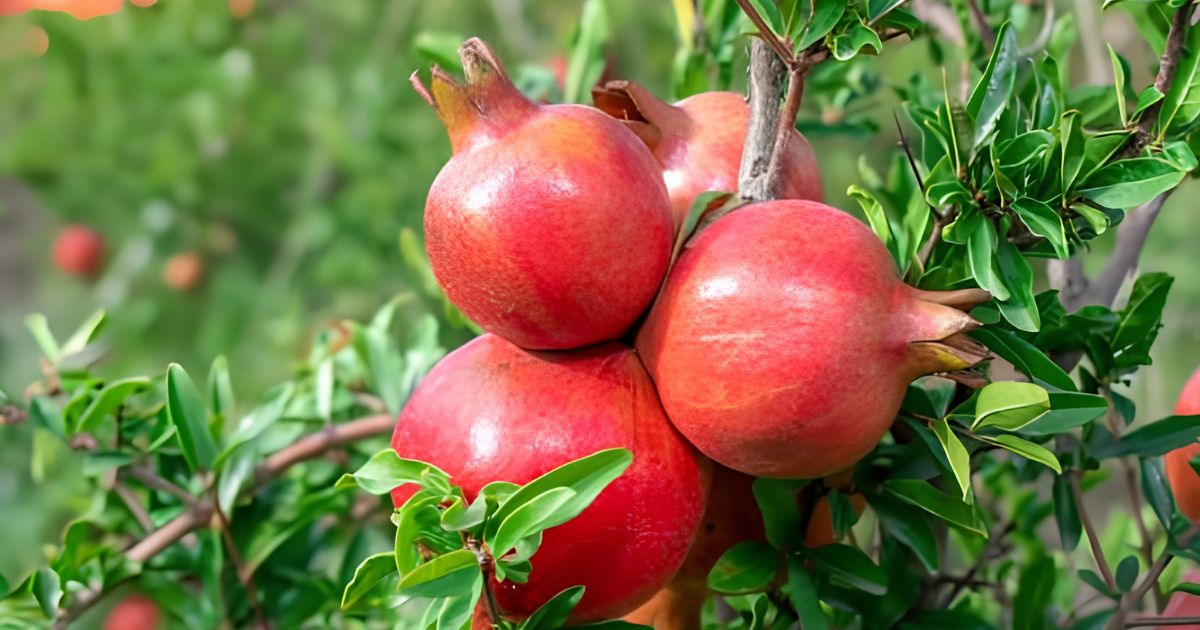 Dwarf Pomegranate (Anar) plant India