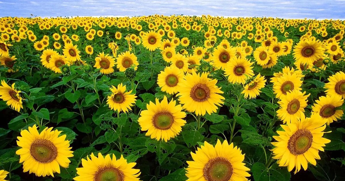 Dwarf Sunflower plant India