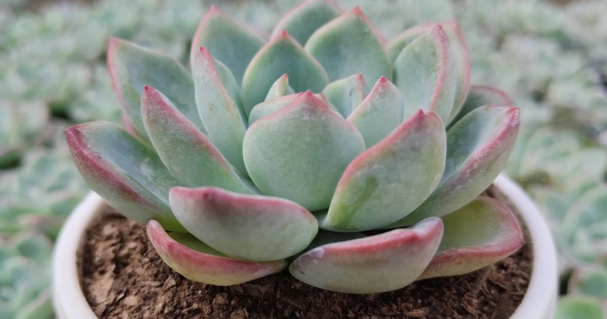 Echeveria plant India