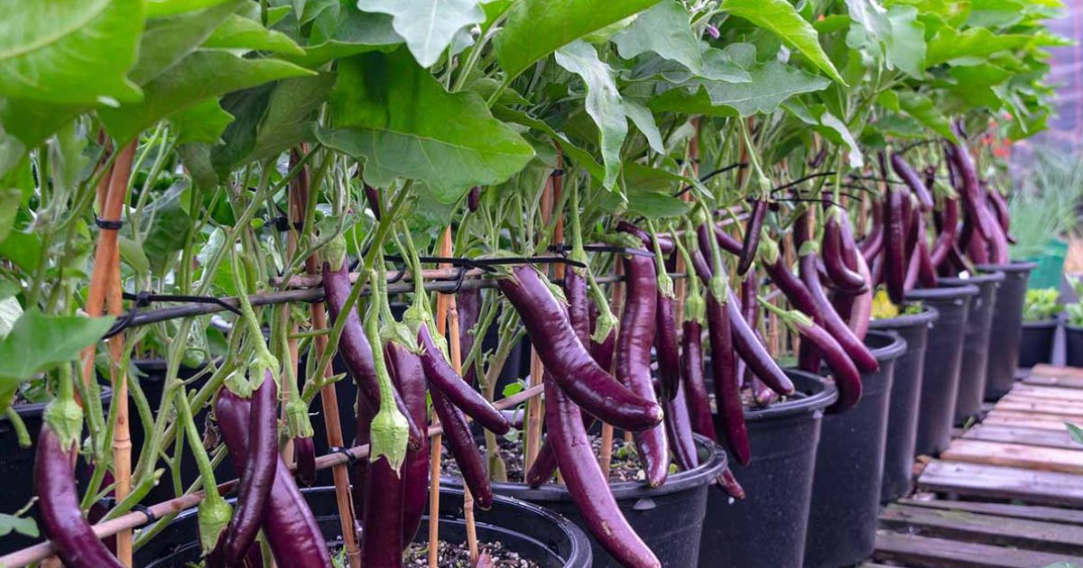 Eggplant (Baingan) plant India
