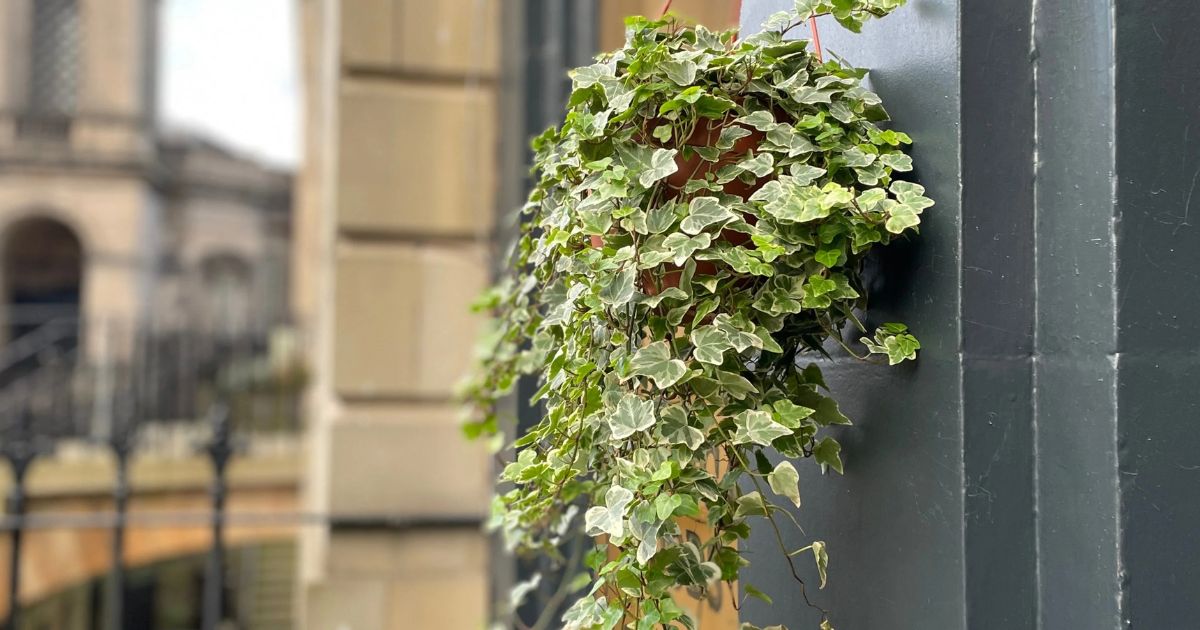 English Ivy plant India