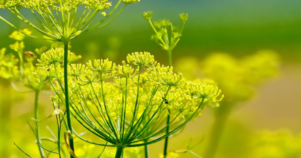 Fennel (Saunf) plant India