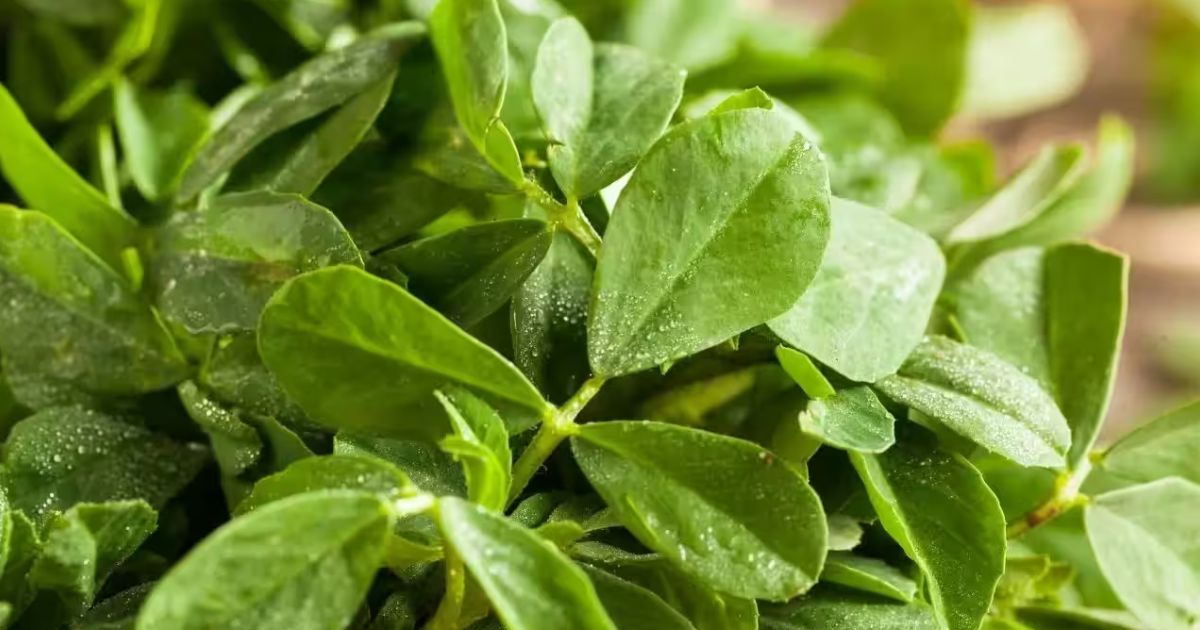 Fenugreek (Methi) plant India