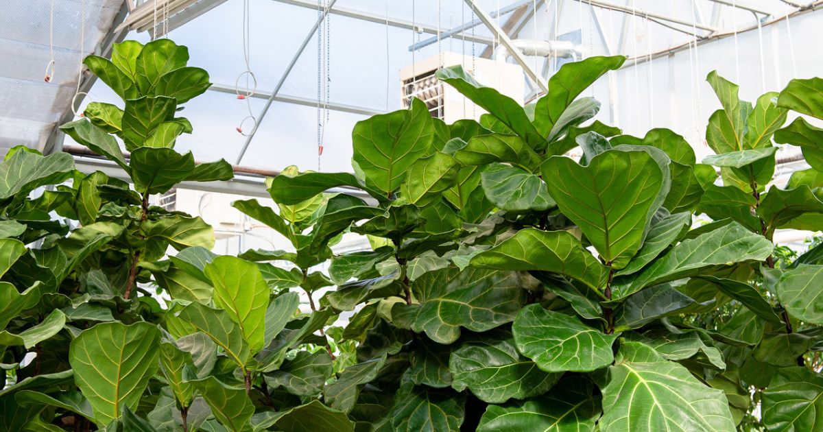 Fiddle Leaf Fig plant India