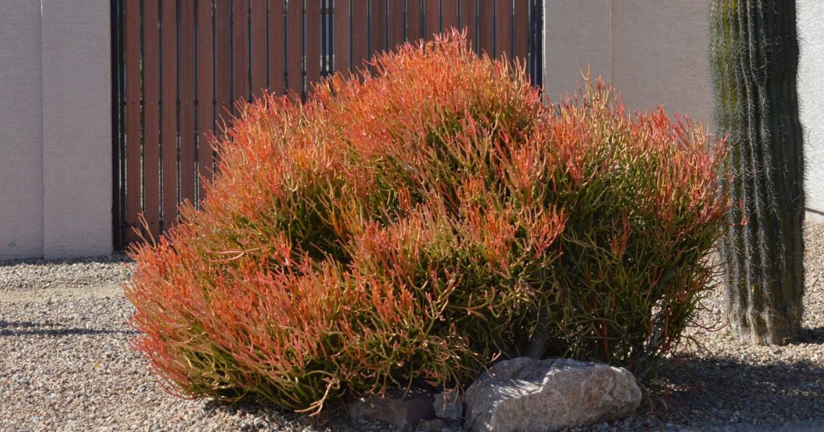 Firestick Cactus plant India