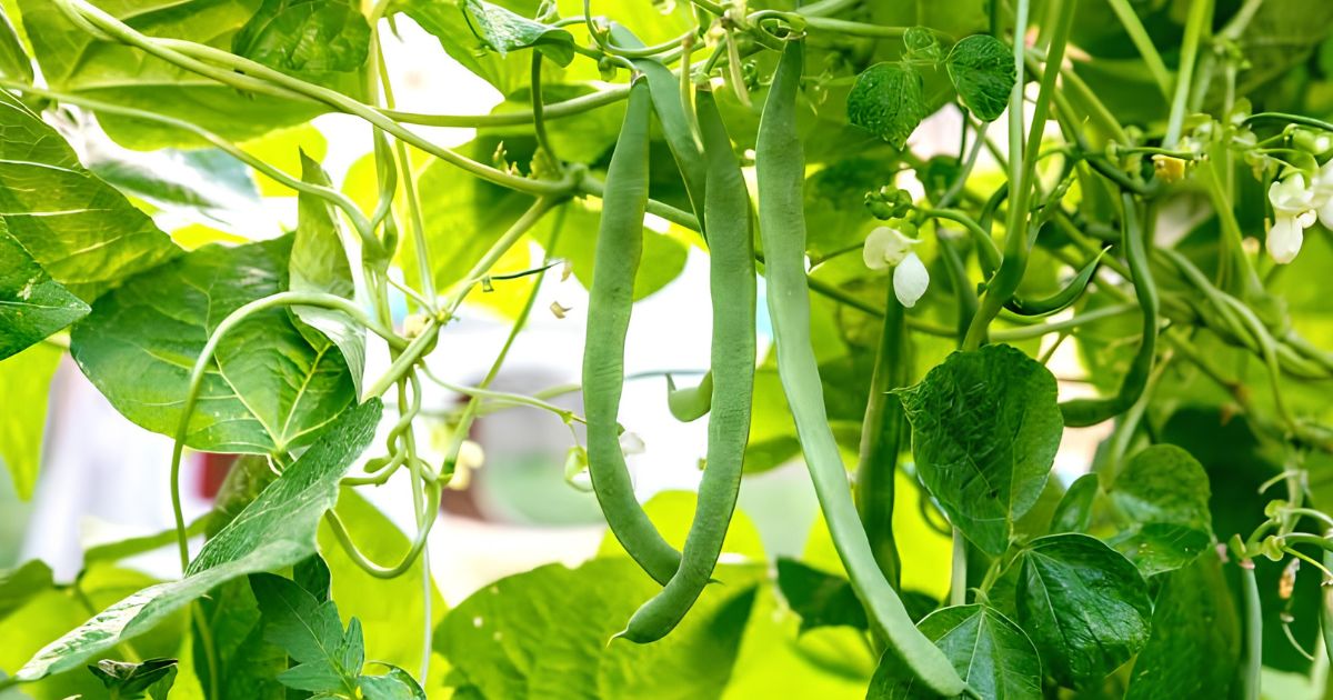 French Beans plant India