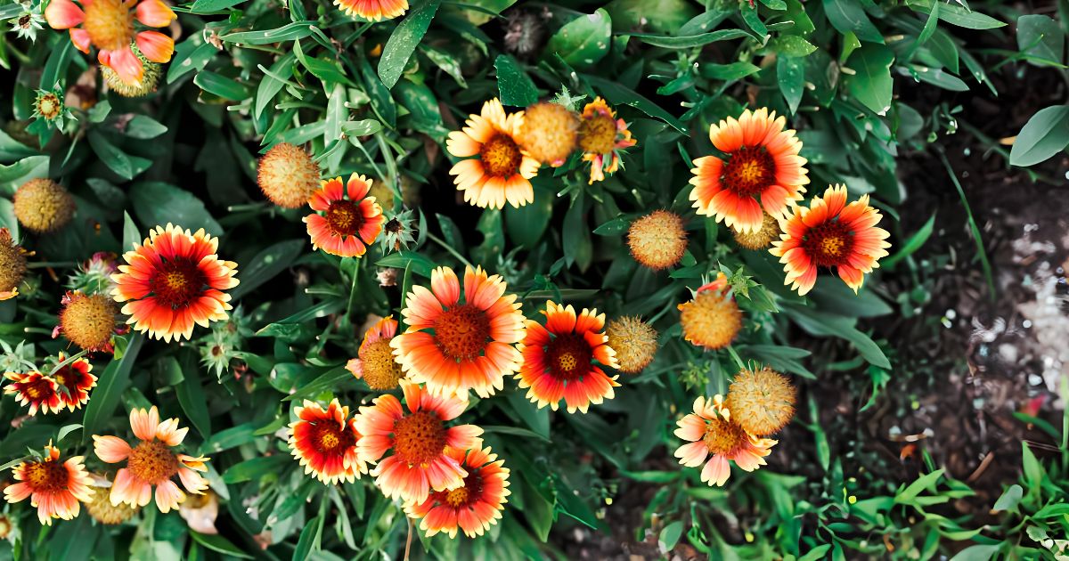 Gaillardia (Blanket Flower) plant India