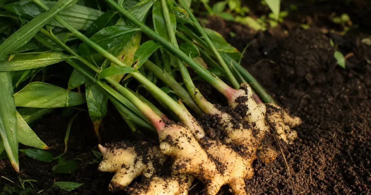 Galangal plant India