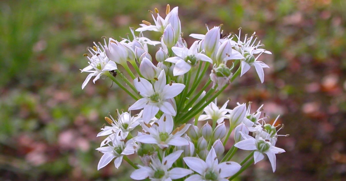 Garlic Chives plant India