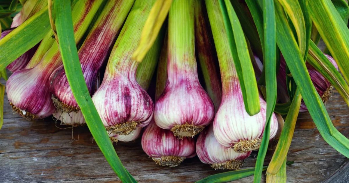 Garlic Green plant India