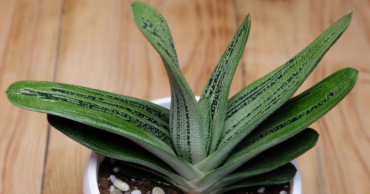 Gasteria plant India