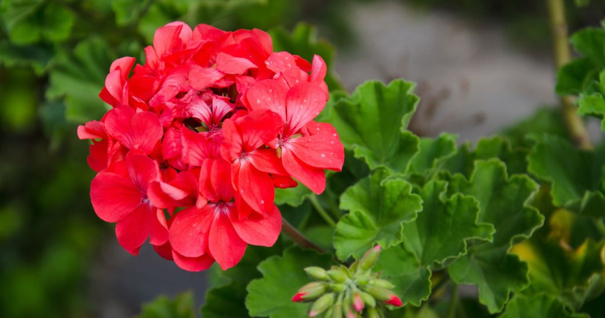 Geranium plant India