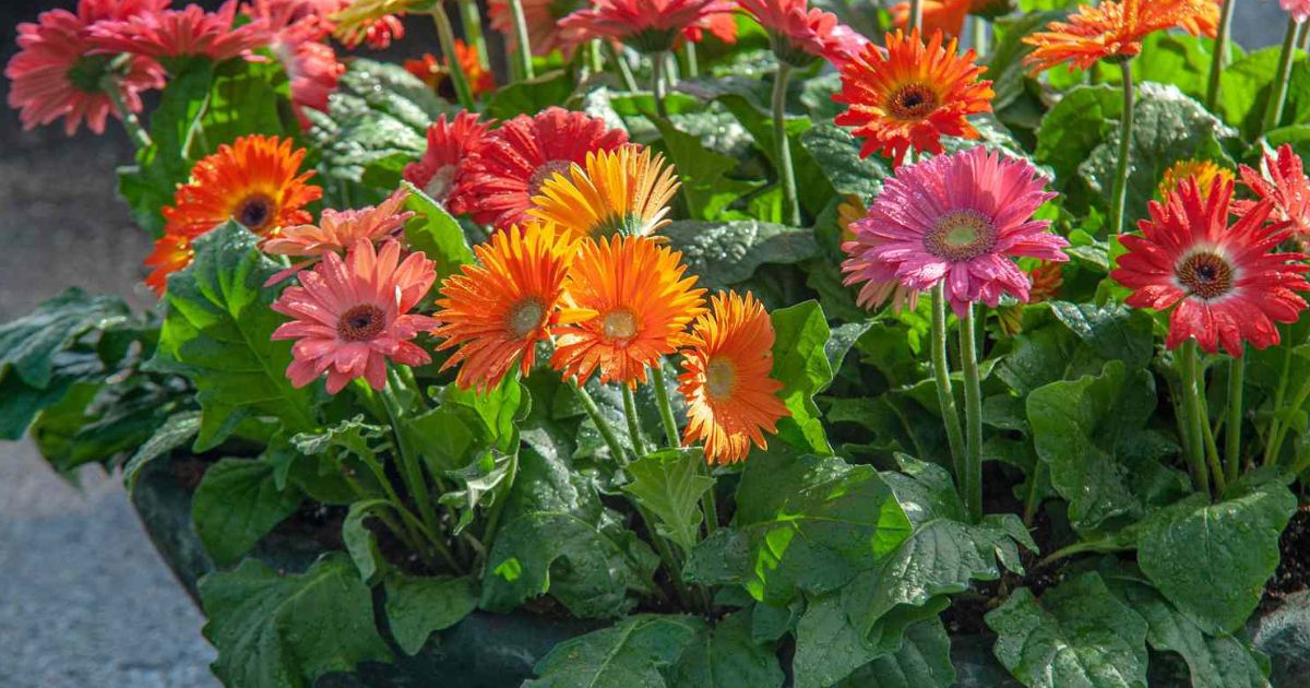 Gerbera Daisy plant India