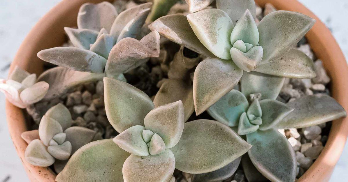 Ghost Plant plant India