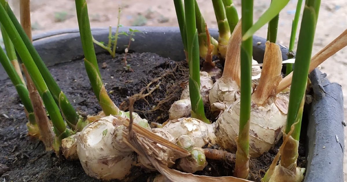 Ginger plant India