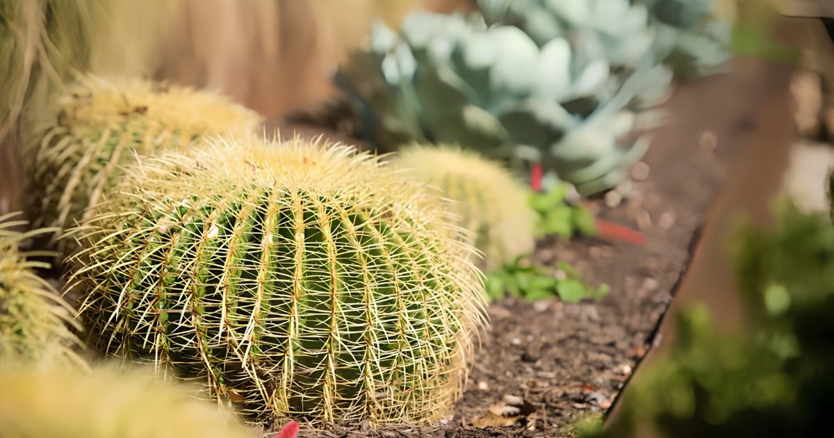 Golden Barrel Cactus plant India