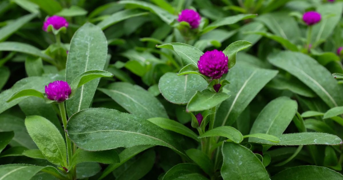 Gomphrena (Globe Amaranth) plant India