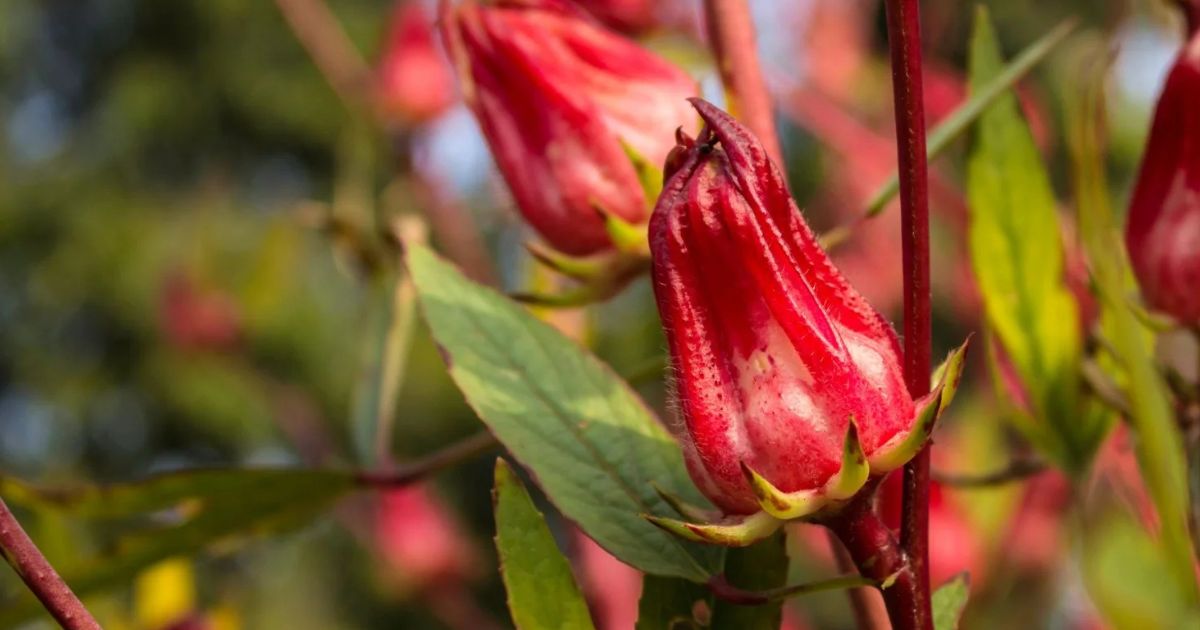 Gongura (Roselle) plant India