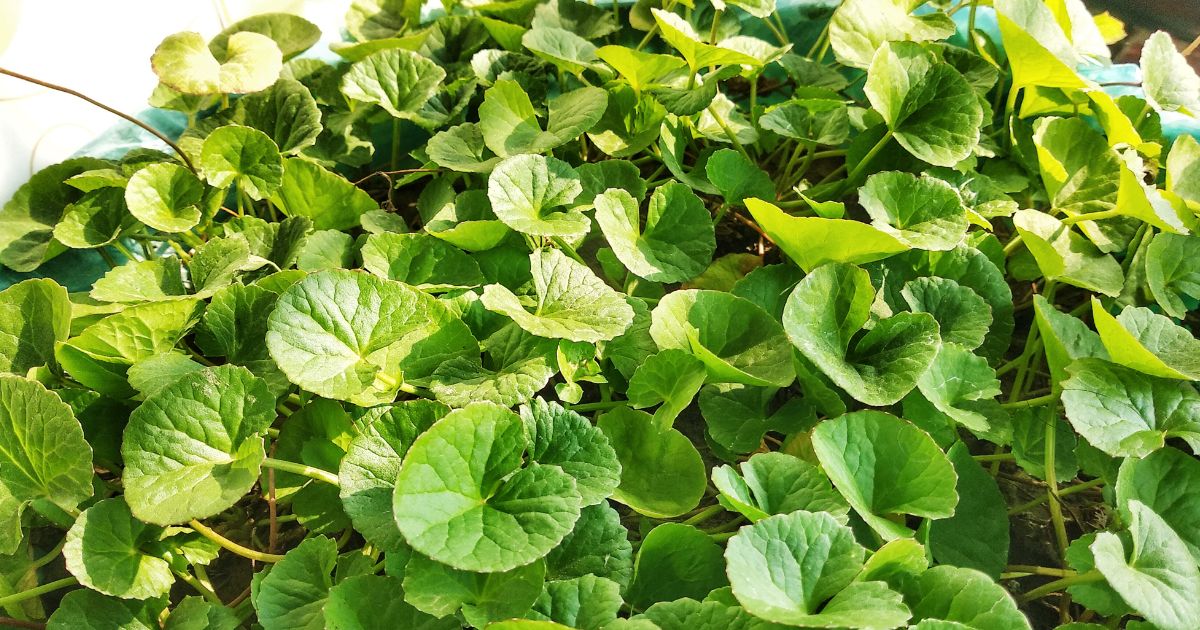 Gotu Kola (Brahmi) plant India