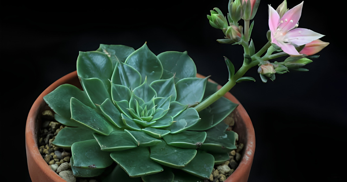 Graptopetalum plant India