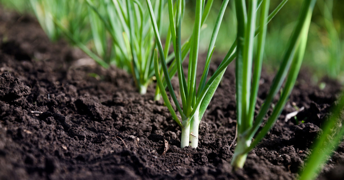 Green Onion plant India