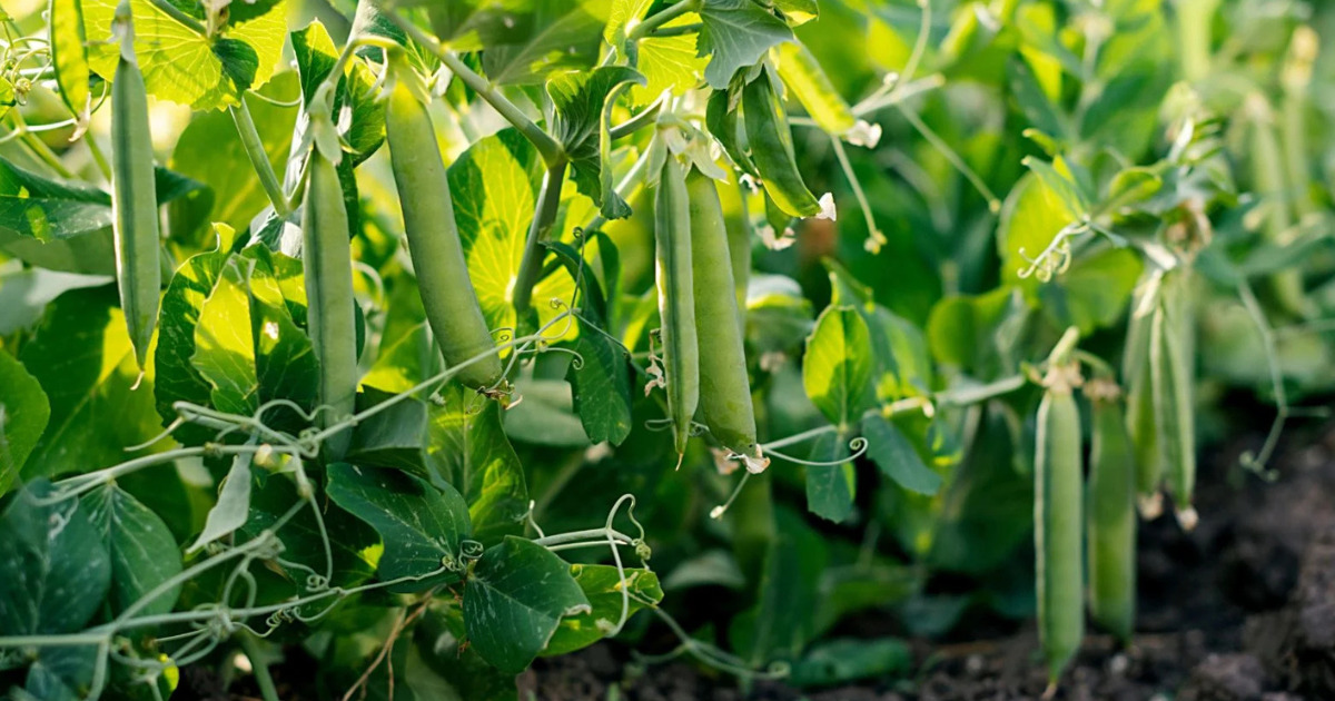 Green Peas (Matar) plant India