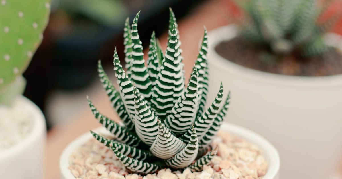 Haworthia plant India