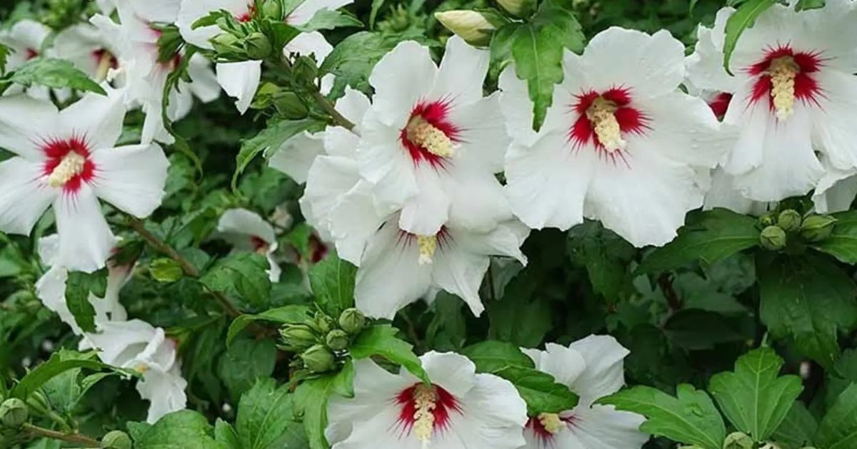 Hibiscus (Gudhal) plant India