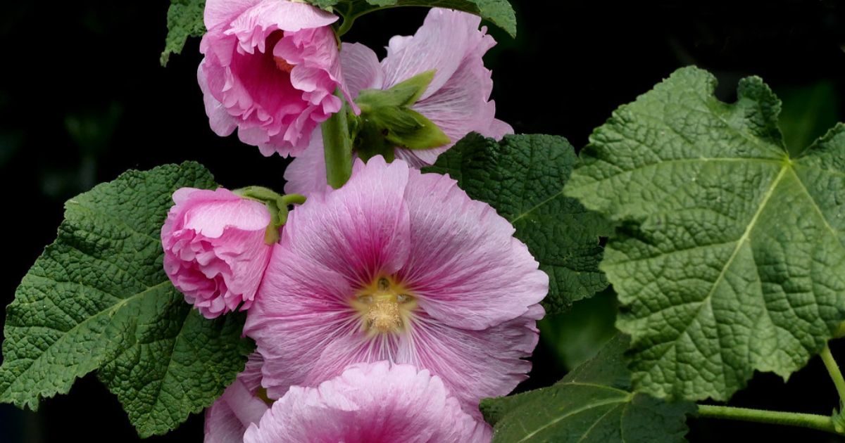 Hollyhock (Gulkhaira) plant India