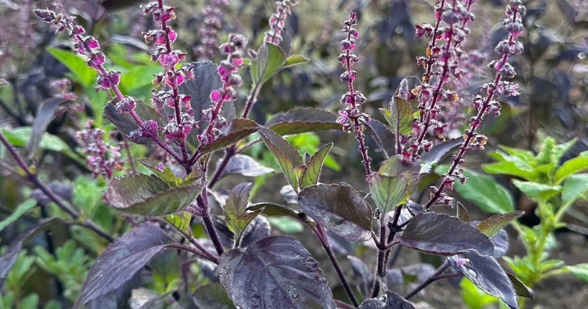 Holy Basil (Krishna Tulsi) plant India