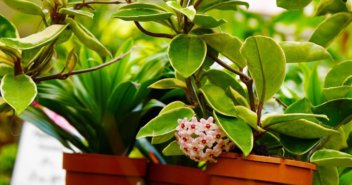 Hoya (Wax Plant) plant India