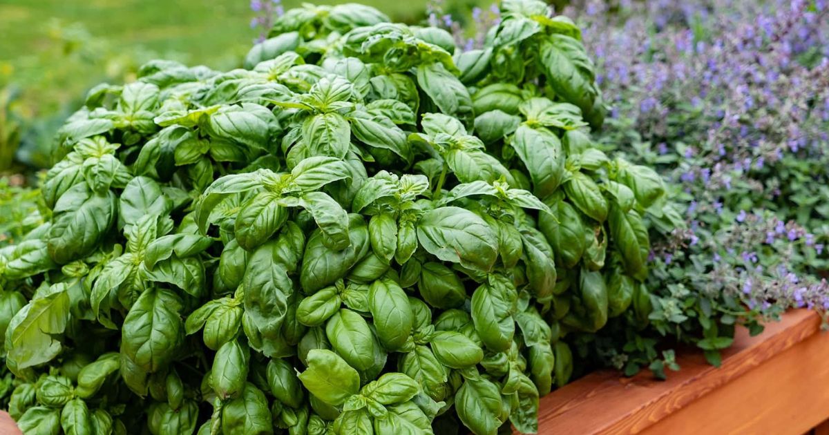 Italian Basil plant India