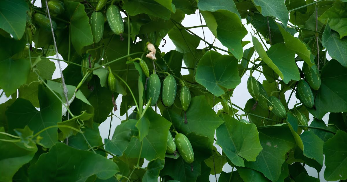 Ivy Gourd (Tindora) plant India
