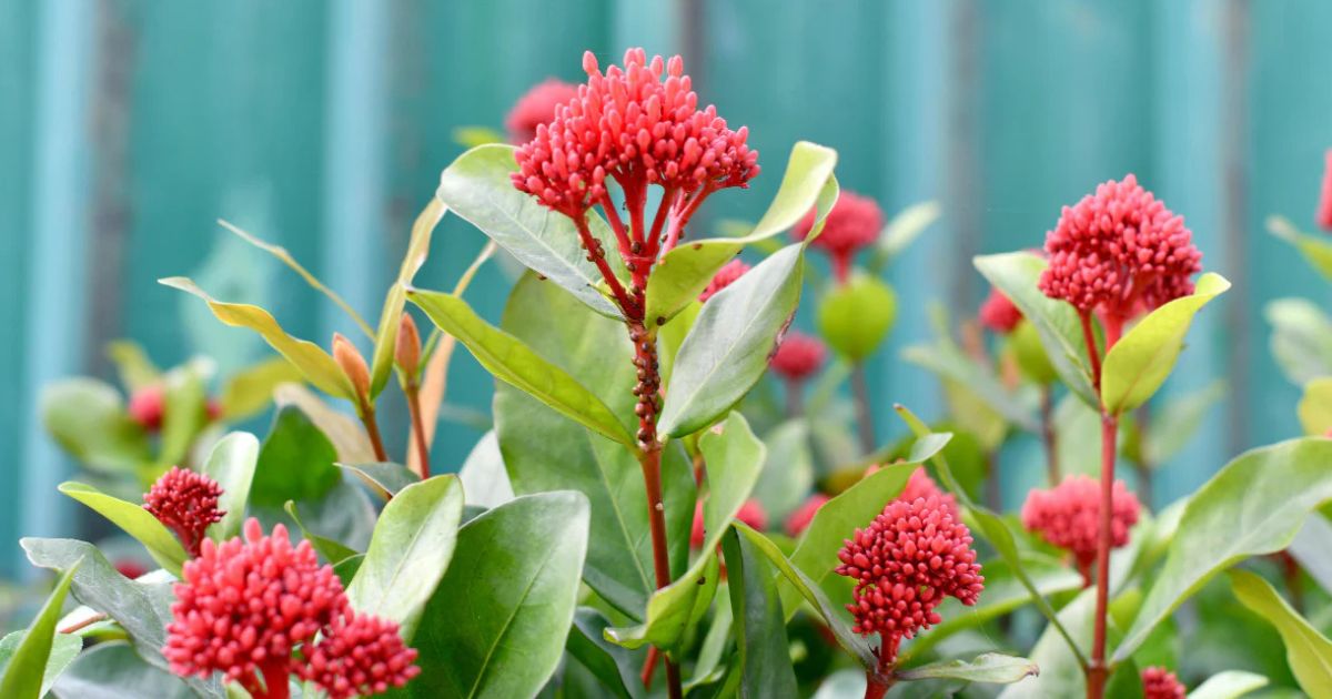Ixora plant India