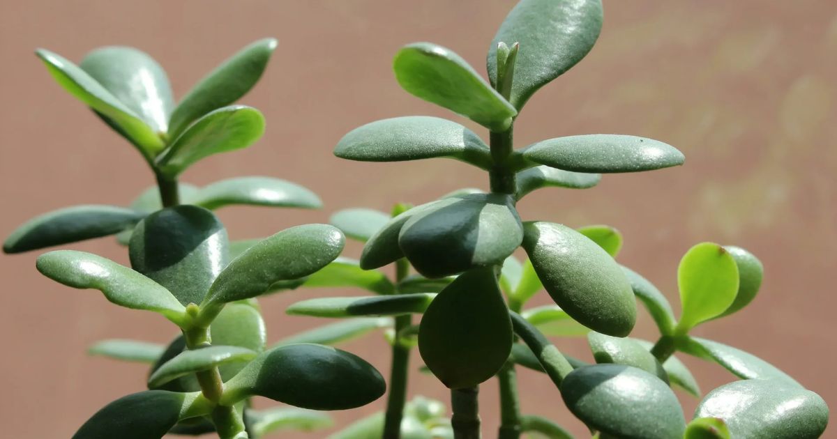 Jade Plant plant India