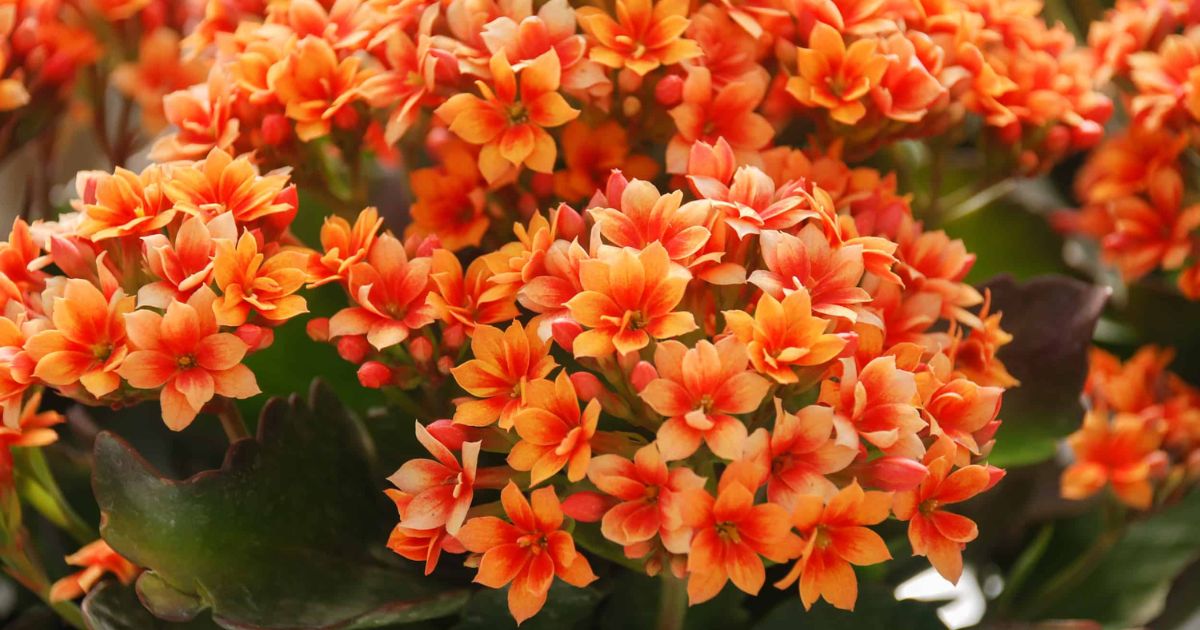Kalanchoe plant India