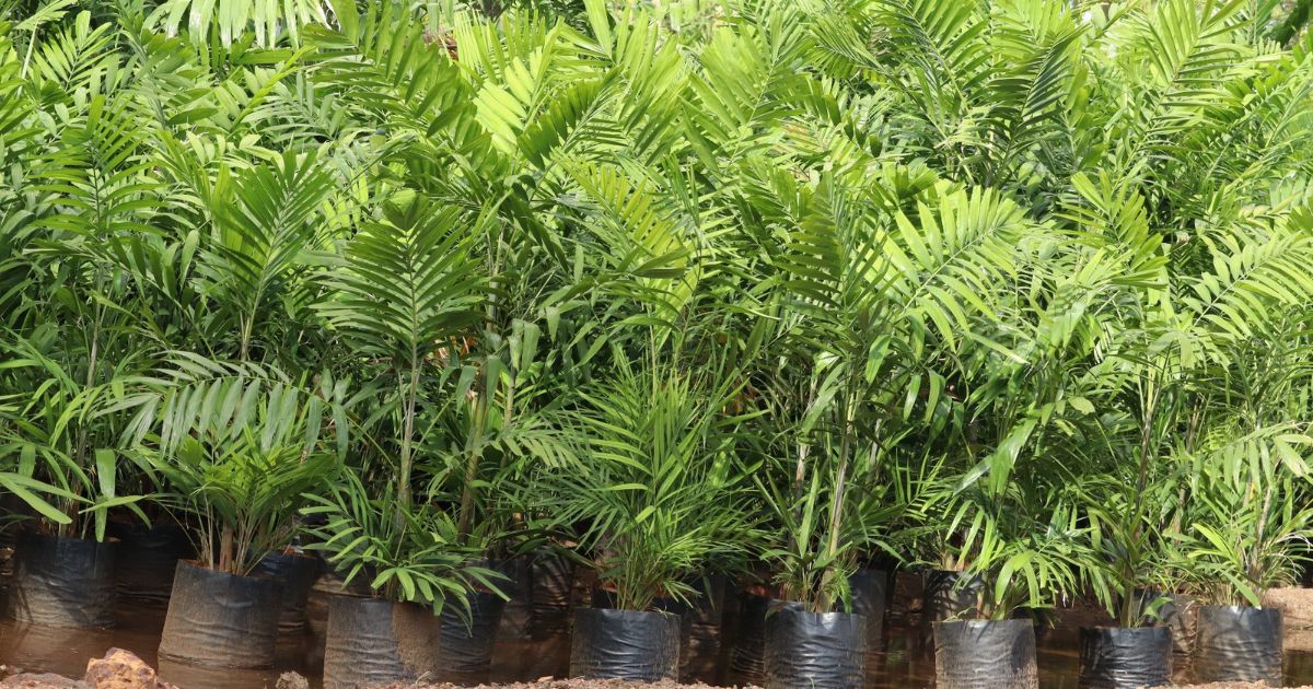 Kentia Palm plant India