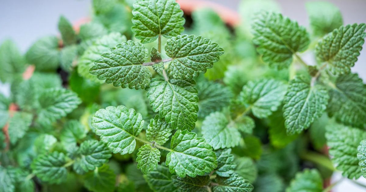 Lemon Balm plant India