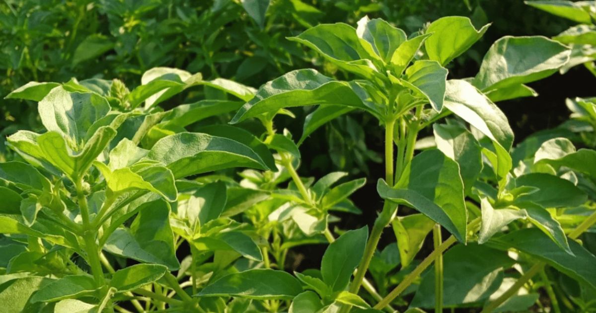 Lemon Basil plant India